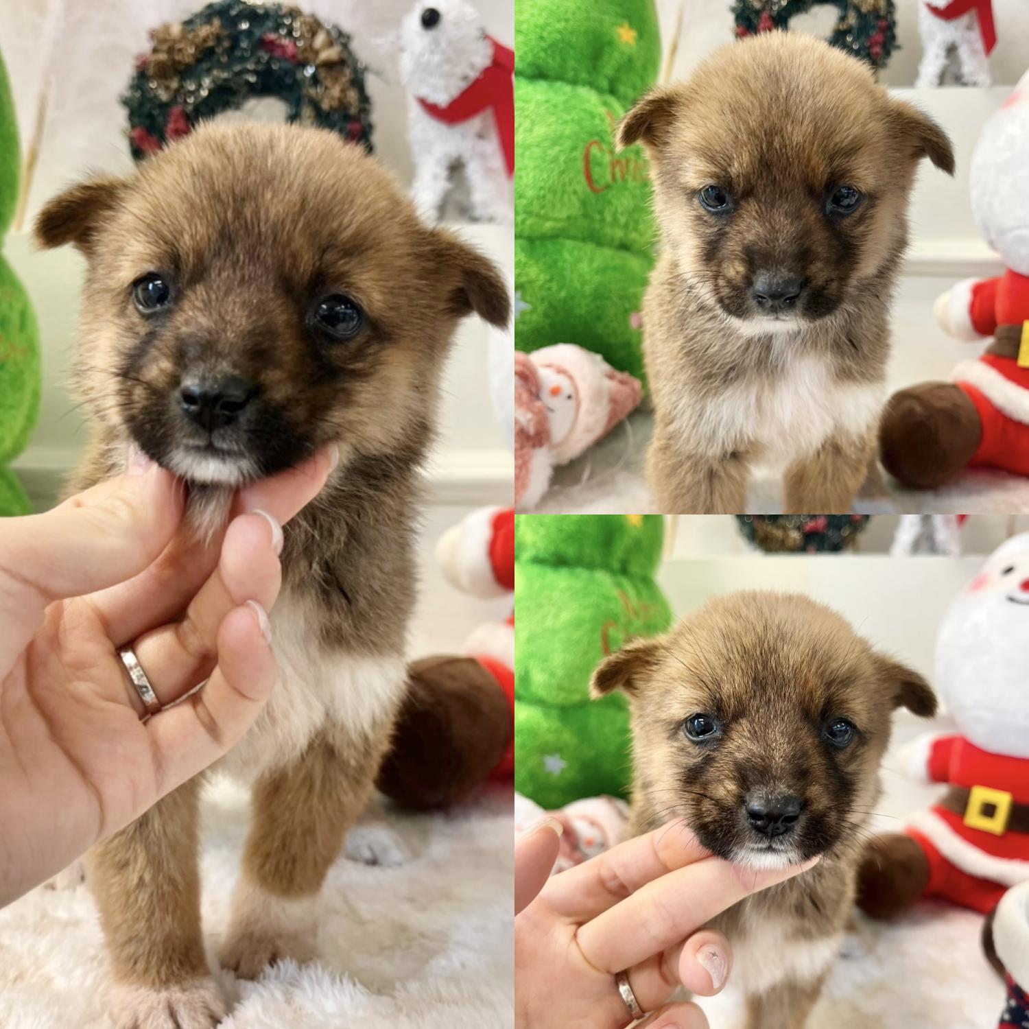 경주동물사랑보호센터_447505202401831